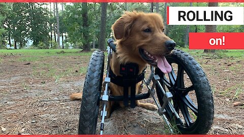 Golden retriever with deformed legs receives a custom wheelchair