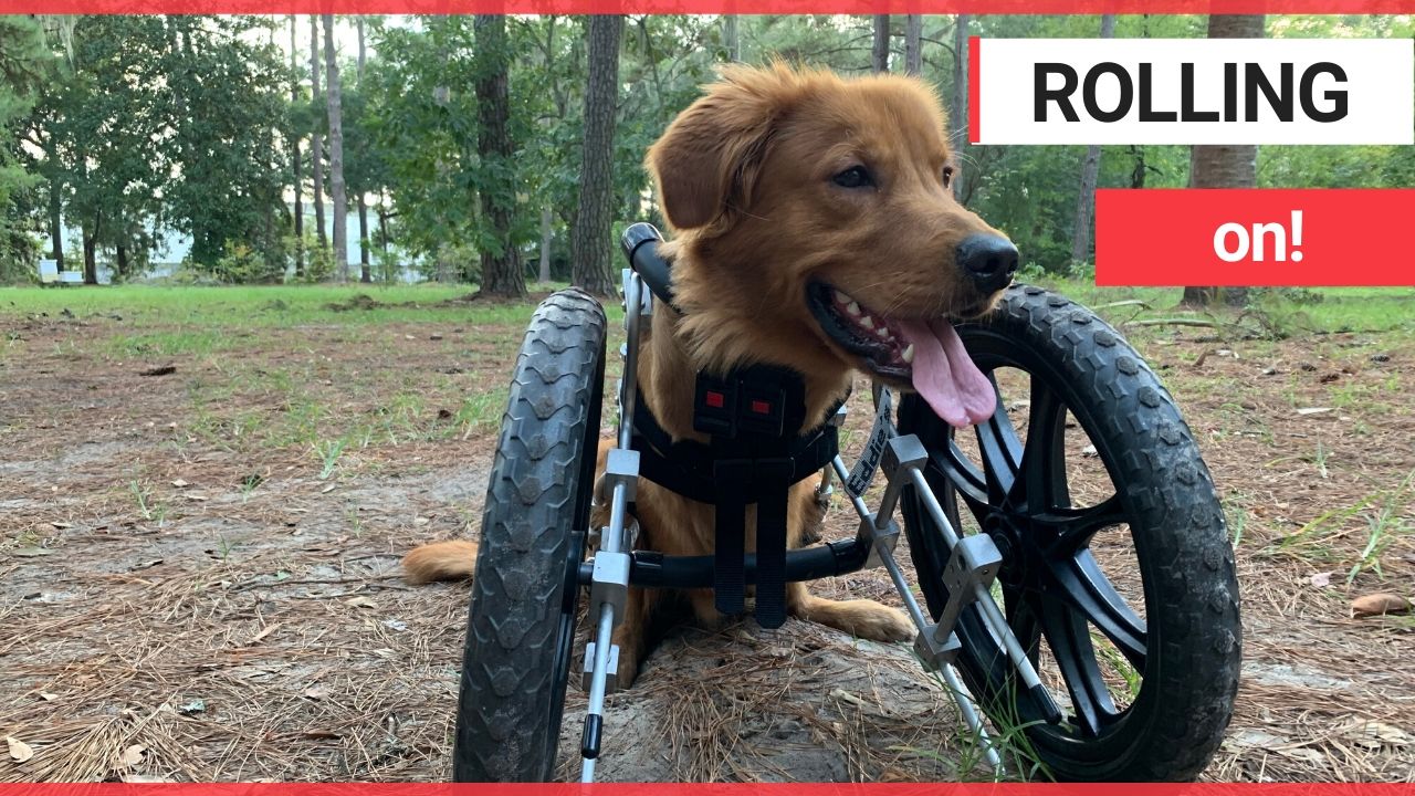 Golden retriever with deformed legs receives a custom wheelchair