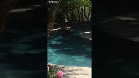 yogi the bear goes for a swim