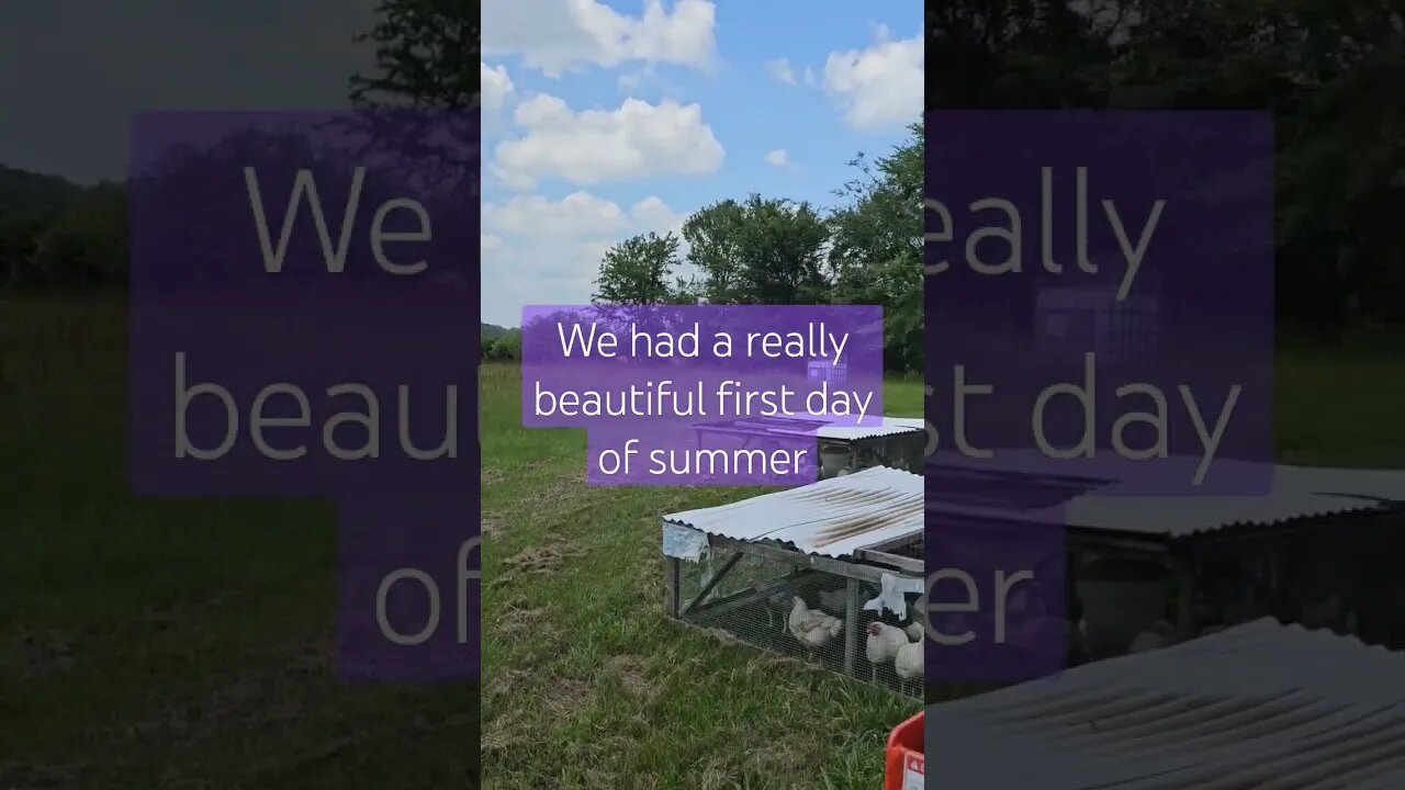 happy 1st day of summer! #homestead #chicken #farmlife #farm #shorts #video #summer