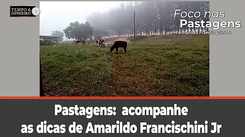 Foco nas Pastagens: acompanhe as dicas de Amarildo Francisquini Jr