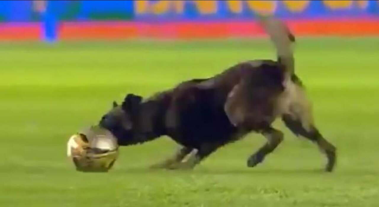 Canine interruption: How a dog brought a football match to a halt