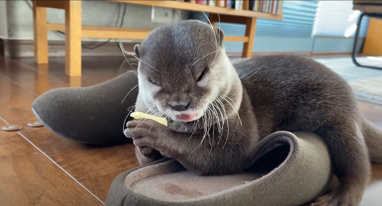 Otter Unique Way of Eating Apples