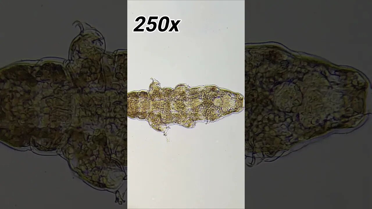 Water Bears (Tardigrade) Walk, 250x and 2x phone zoom #microscope #microbiology #shorts