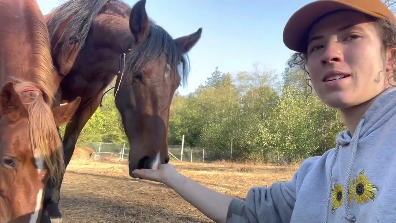 Gentling My BLM Mustangs: Horses’ Natural Curiosity