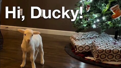 Hi, Ducky!