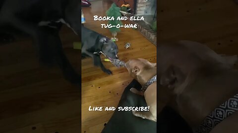 Pittie Tug-o-War #shorts #viral #dog #pitbull
