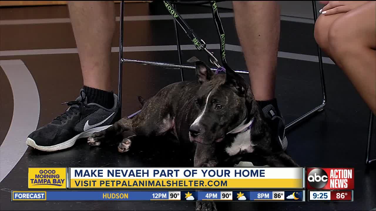 Pet of the week: Nevaeh is a slice of heaven looking for her forever family