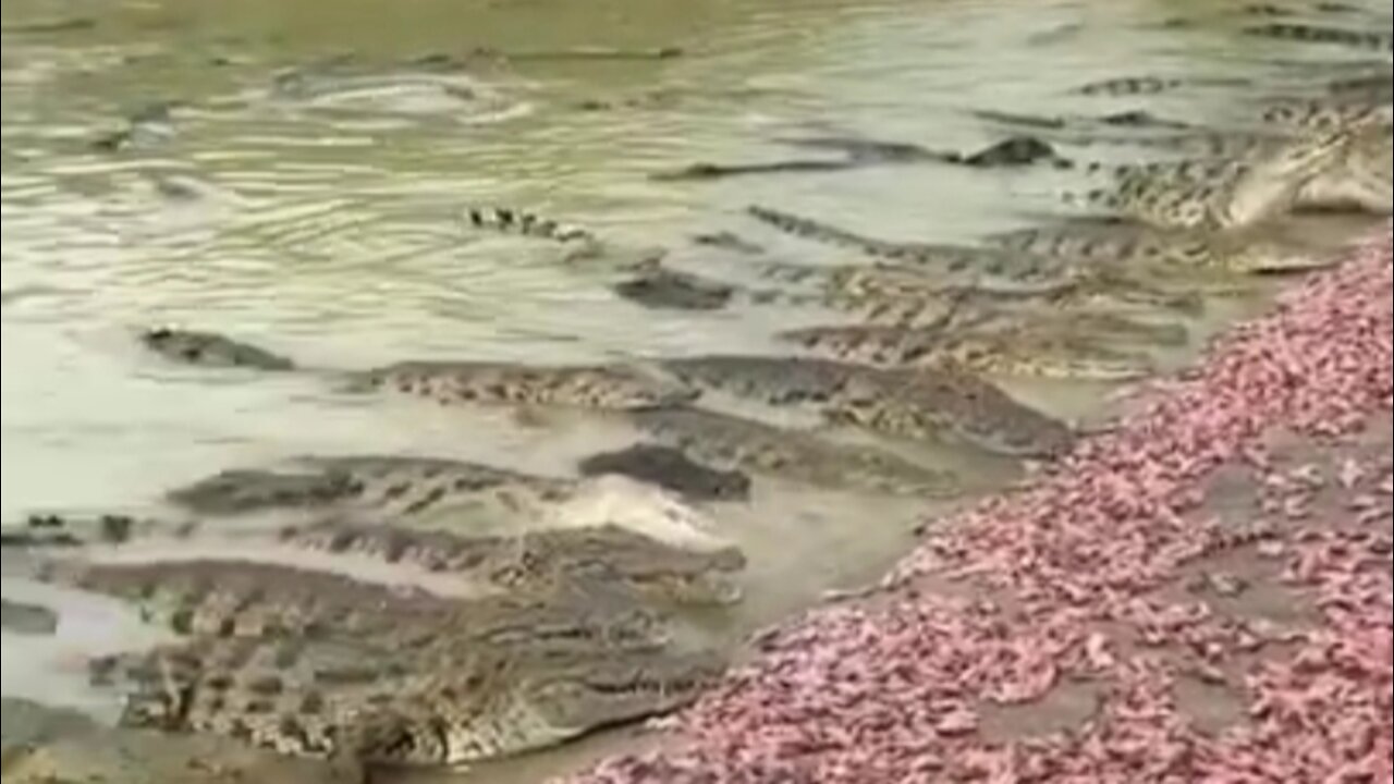 Amazing Crocodile Video ! Group of crocodiles at farm