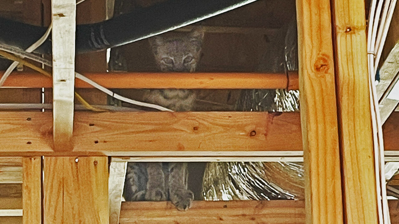 Bobcat Forces Firefighters to PAWS During Inspection