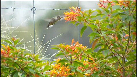 Pollinators in the Garden