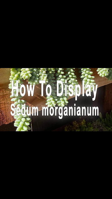 How to display the Sedum morganianum #shorts #succulent #gardening