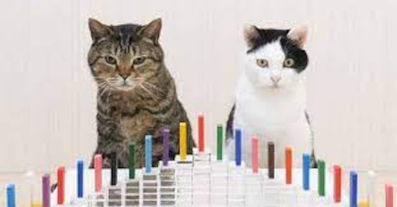 cat and dominoes funny