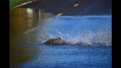 why does a salmon cross the road?