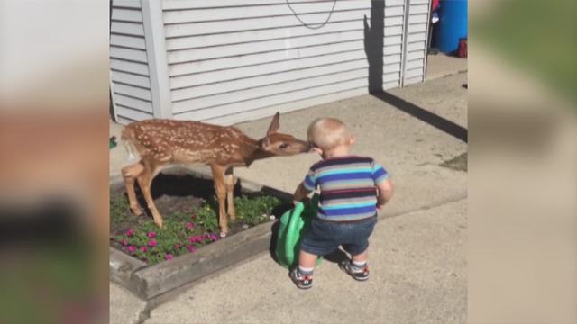 Tot Boy Befriends With A Fawn