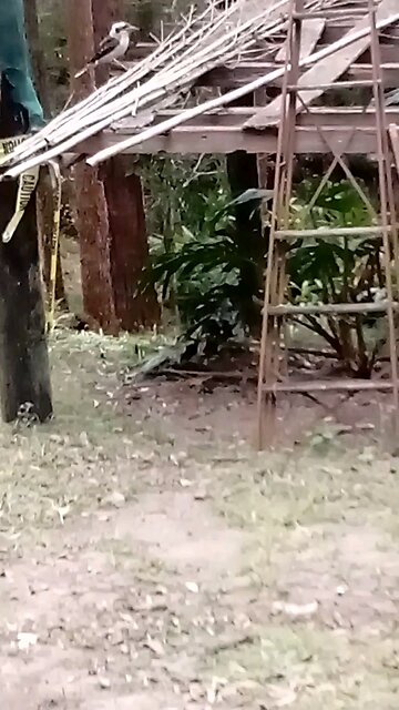 I Like It When They Talk Back! 😁💕 Three Kookaburras .