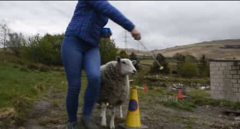 Sheep shows off fancy footwork