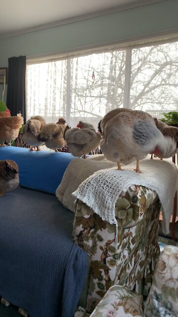 Preening chickens on the couch