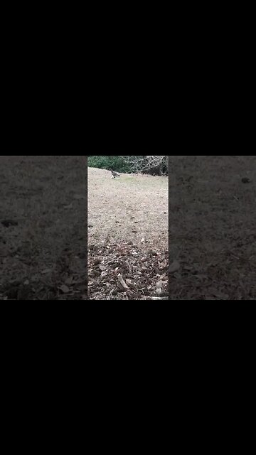 These Vultures Eating a dead Animal Corpse are Nerds