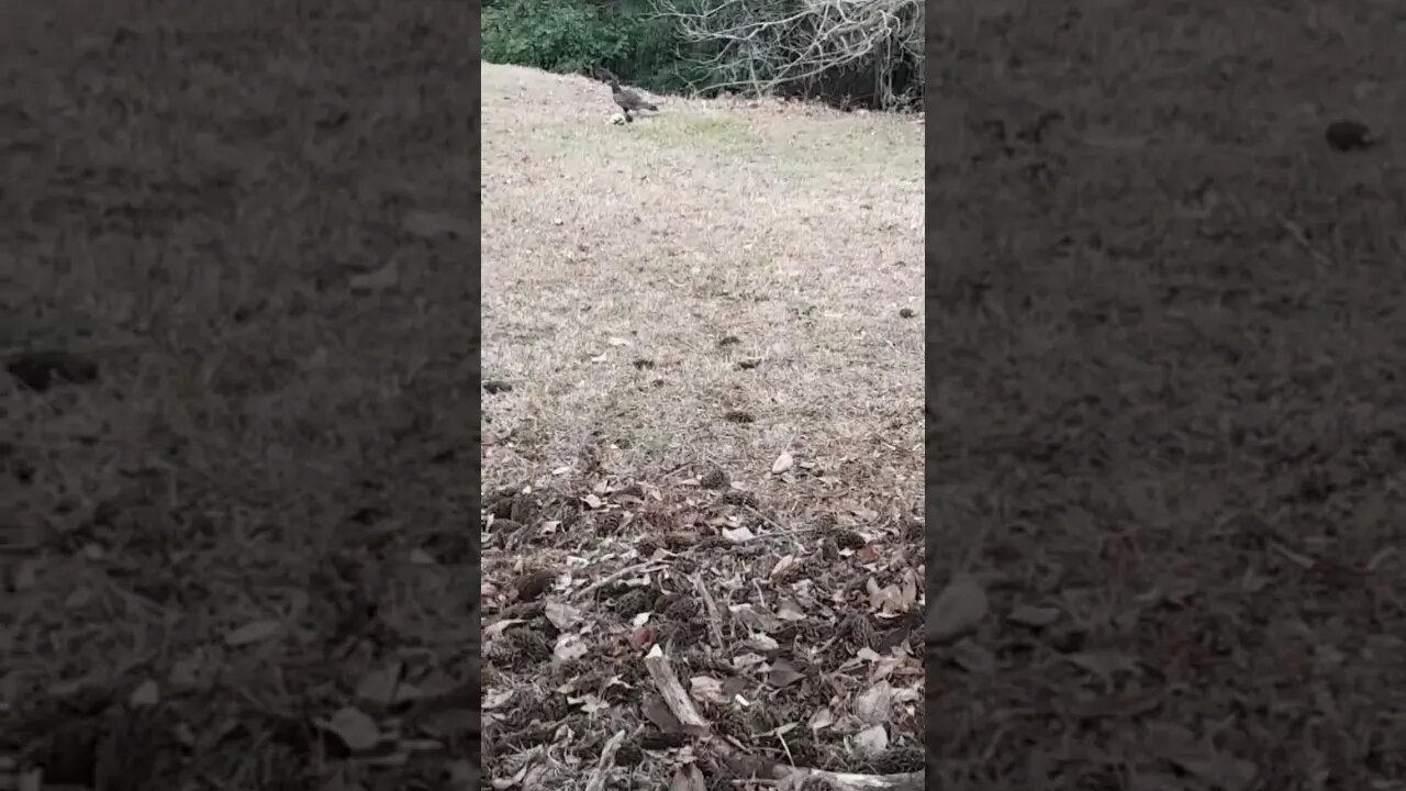 These Vultures Eating a dead Animal Corpse are Nerds