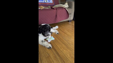 Portuguese Water Dog relaxing