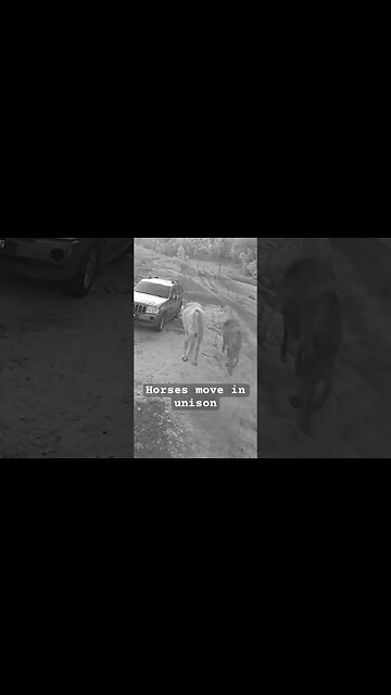 Farm surveillance. Horses