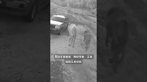 Farm surveillance. Horses