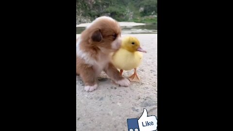 Cute and sweet dog playing with duck baby rocky dog