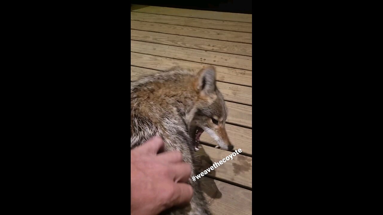 KITTY IS HUNGRY!!