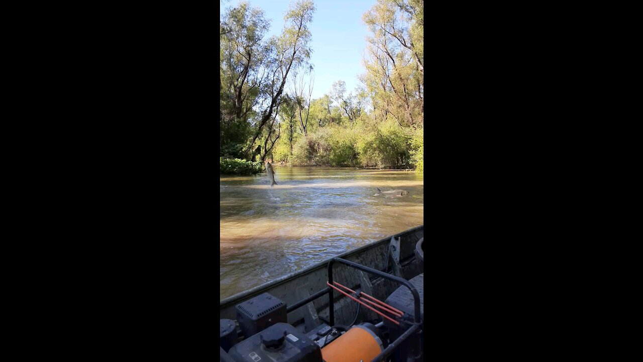 Silver Carp Action