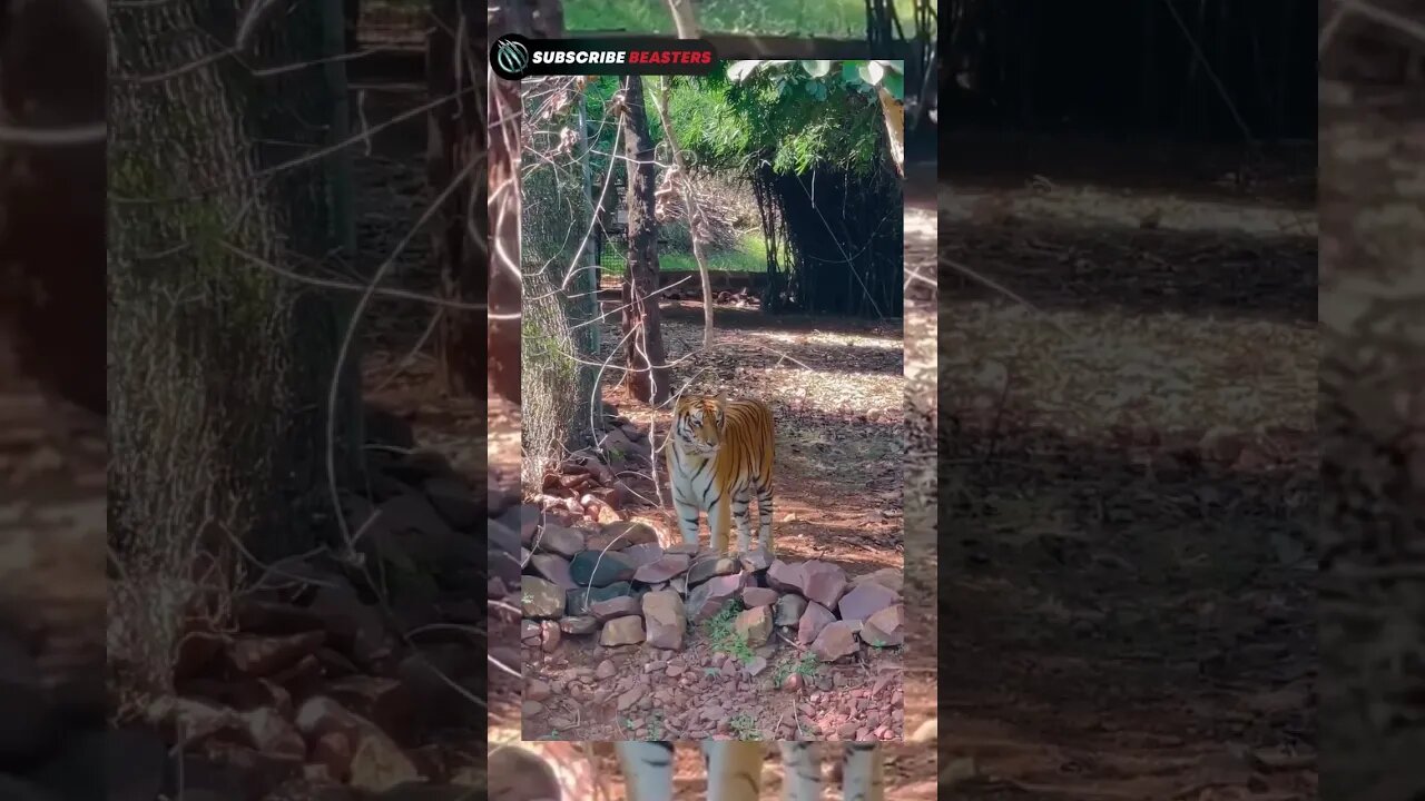 😱🐅Tiger Attack🐅👑