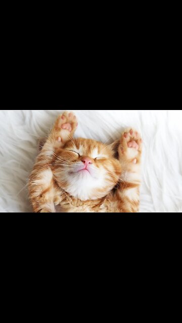 "Cats and coffee make everything better. ☕🐾" #cat #catvideo # catlover