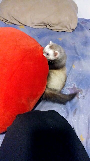 Pillow attacks Ferret