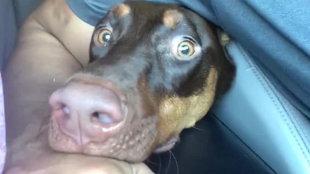 Dog Thinks That Car Wash Is The Start Of Armageddon