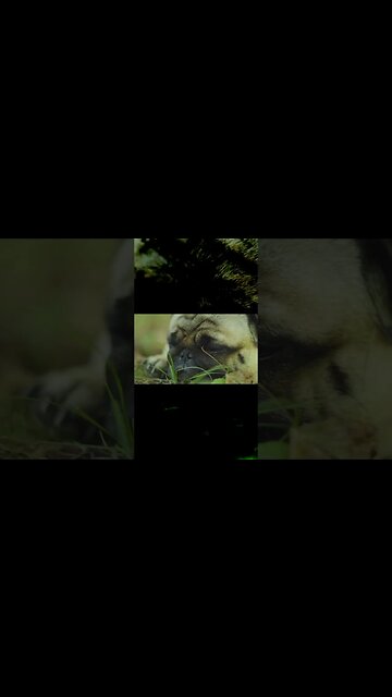 Monster Energy L-Carnitine and Benzoic Acid