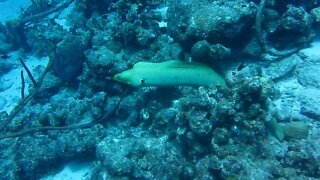 Green Moray Salt Pier