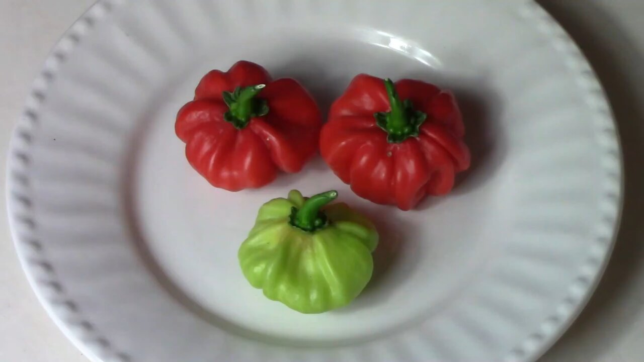 Tasting and Reviewing Aji Cachucha Peppers - AKA Aji Dulce Peppers