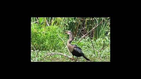 what is this bird doing?