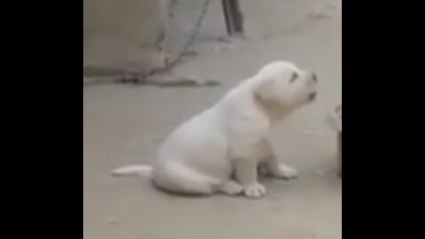 Puppy imitates cock