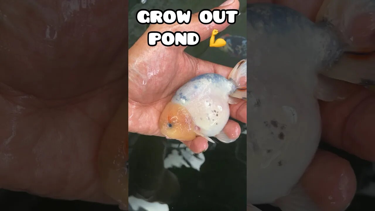 GROW OUT POND UPDATE, PROJECT BIG RANCHU #fancygoldfish #goldfishtank #aquarium #ranchugoldfish