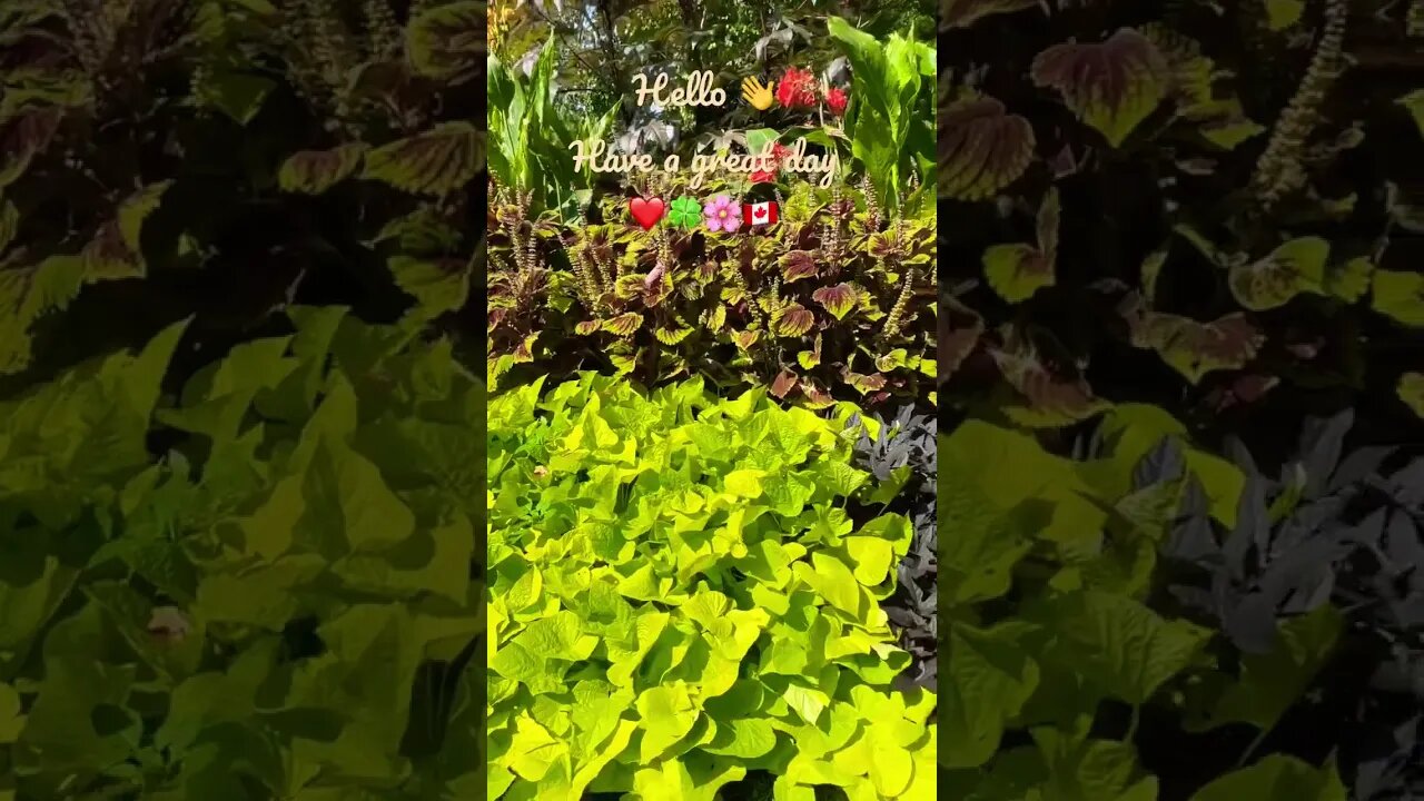 Nature Report | Summer, I am gonna miss you 😘| Alexander Muir Memorial Gardens | Toronto, ON 🇨🇦