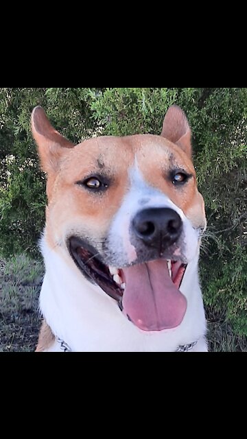 Tucker Carlson Attacks Me With Slobber!