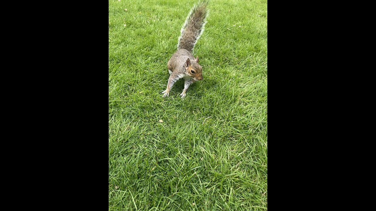 Up close squirrel