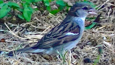 IECV NV #154 - 👀 House Sparrows On The Pine Feeder And On The Hummingbird Feeder 6-22-2016