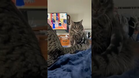 #shorts #cats #kucing #kucinglucu #kucingoren #kucingimut #funnycats #funny #funnyvideo