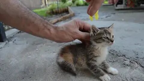 How to deactivate a Cat!...