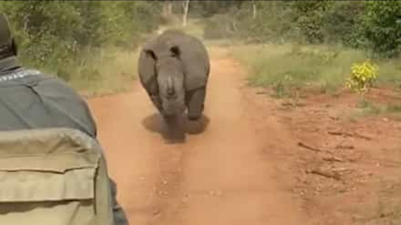 Rhino chases car full of tourists