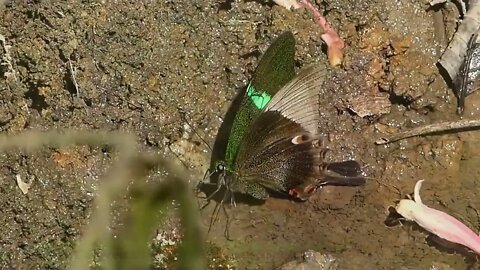 Most Beautiful Butterflies on Planet Earth