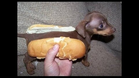 Funny dogs / Jokes about animals \ hot dog with a dog