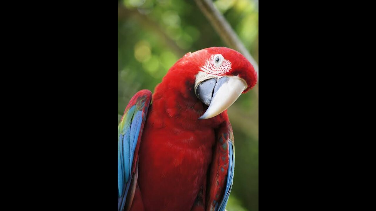 Parrot bird